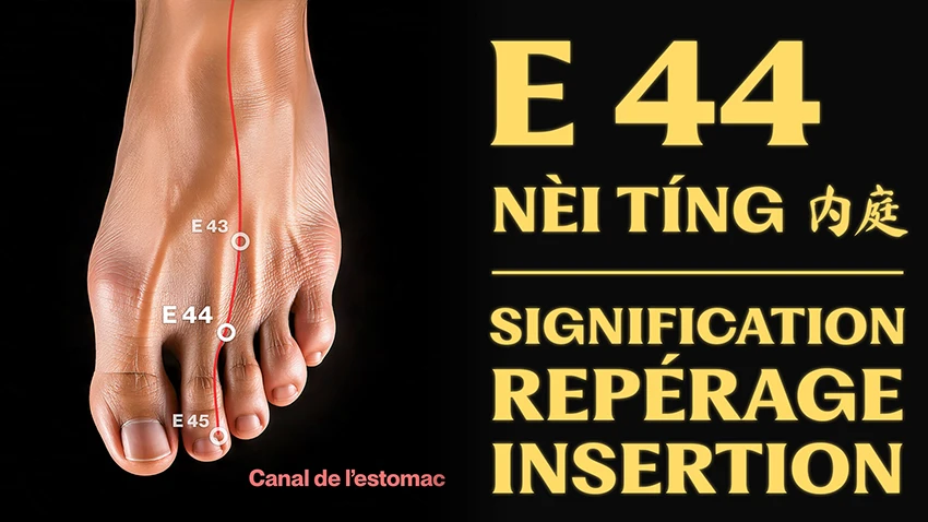 vignette du point d'acupuncture E 44 (nèi tíng 内庭)