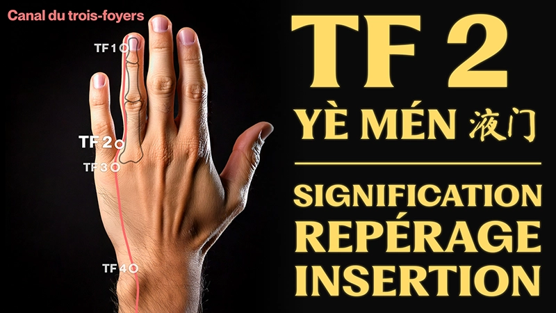 vignette du point d'acupuncture TF 2 (yè mén 液门)